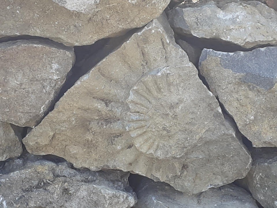 Ammonite - mur Boite aux Loups