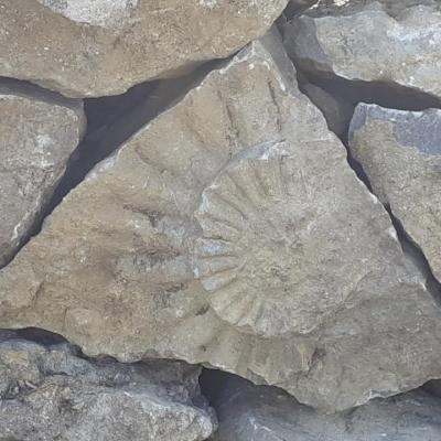 Ammonite - mur Boite aux Loups