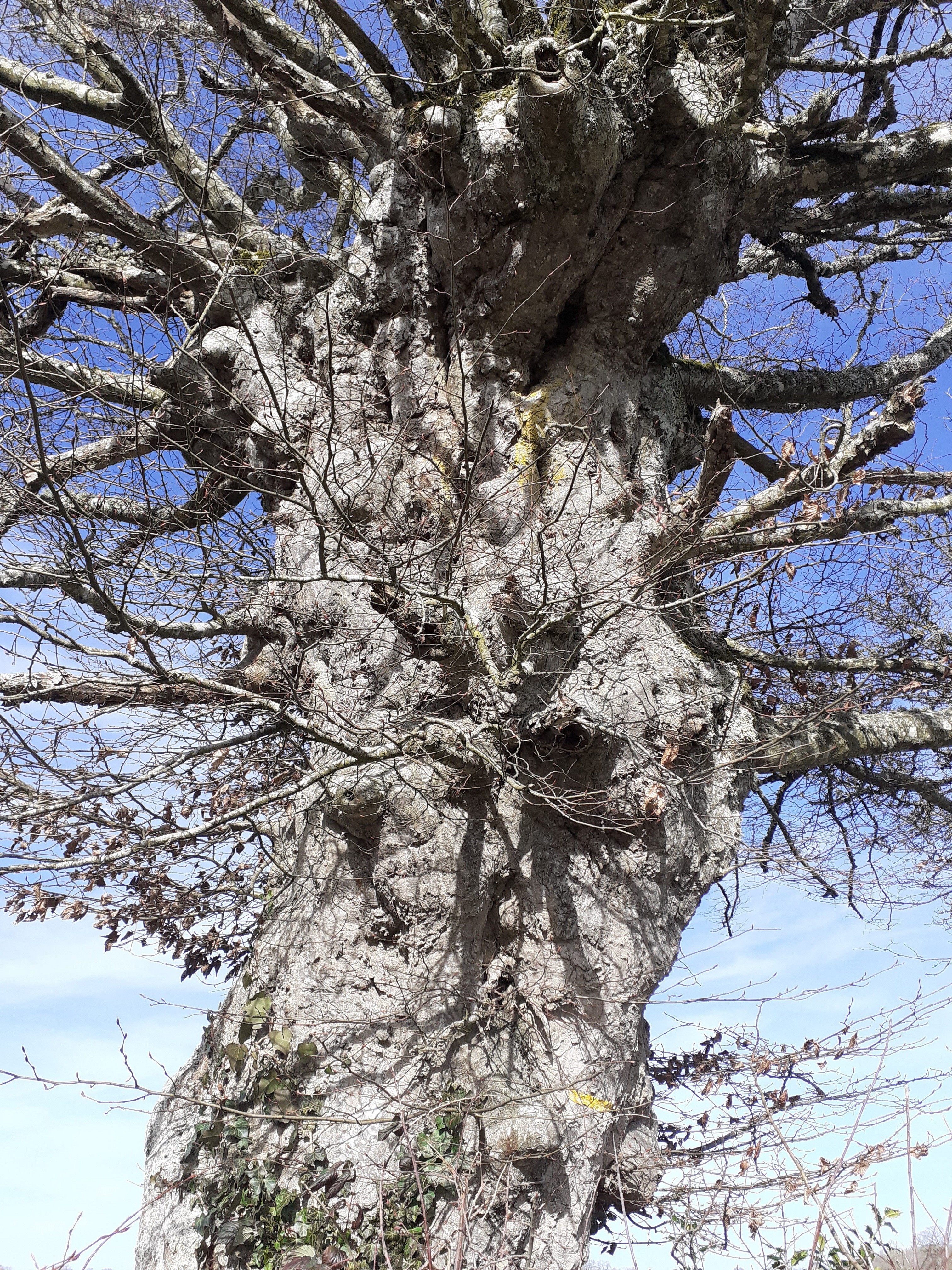 Arbre route Prélichy- Mouches