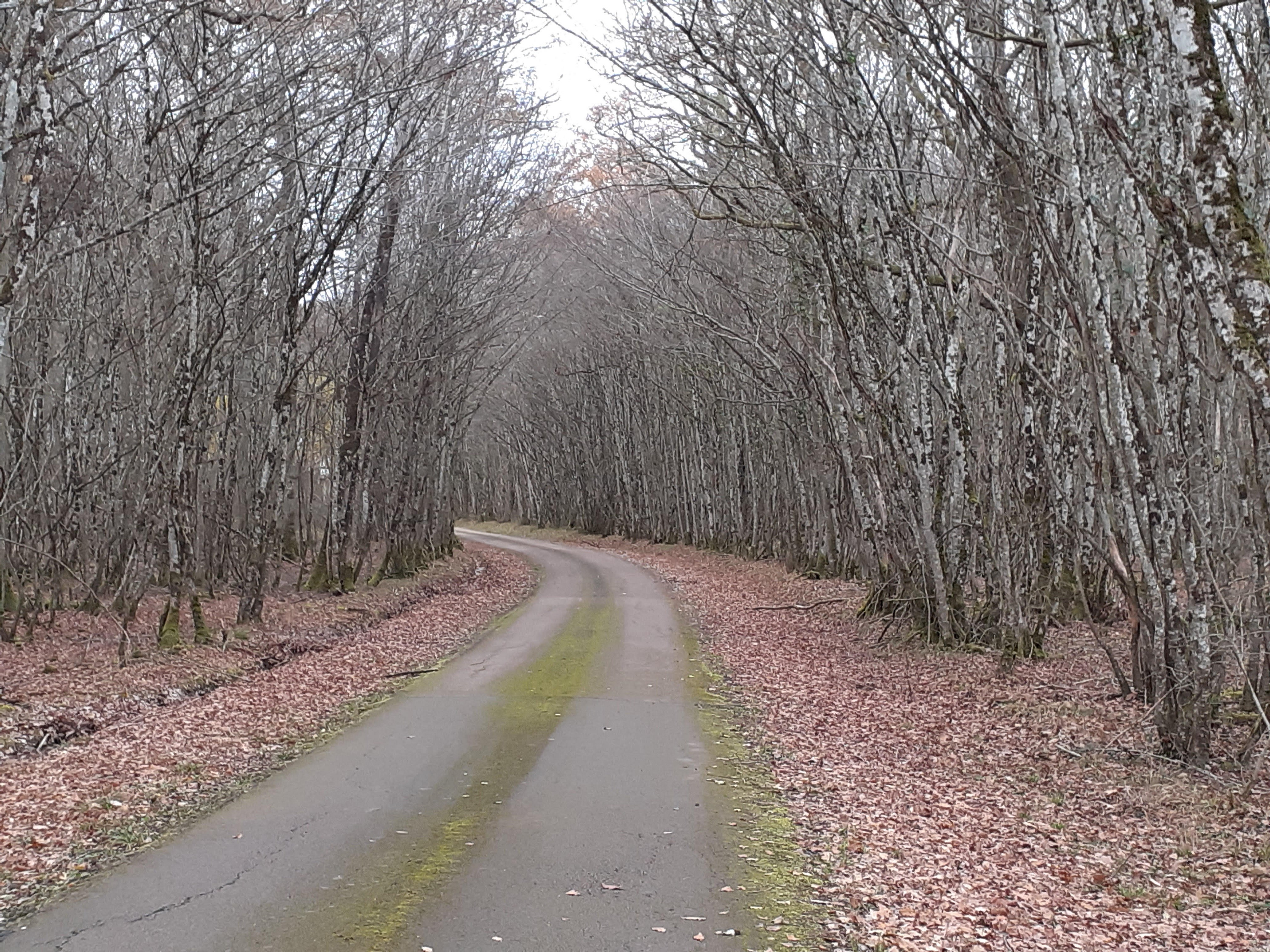 Bois de Mouches- automne