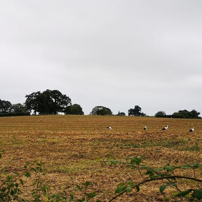 Cigognes