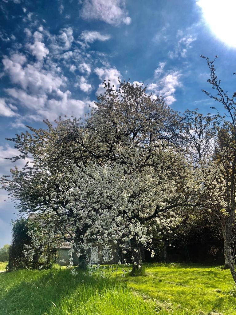 Arbre en fleurs