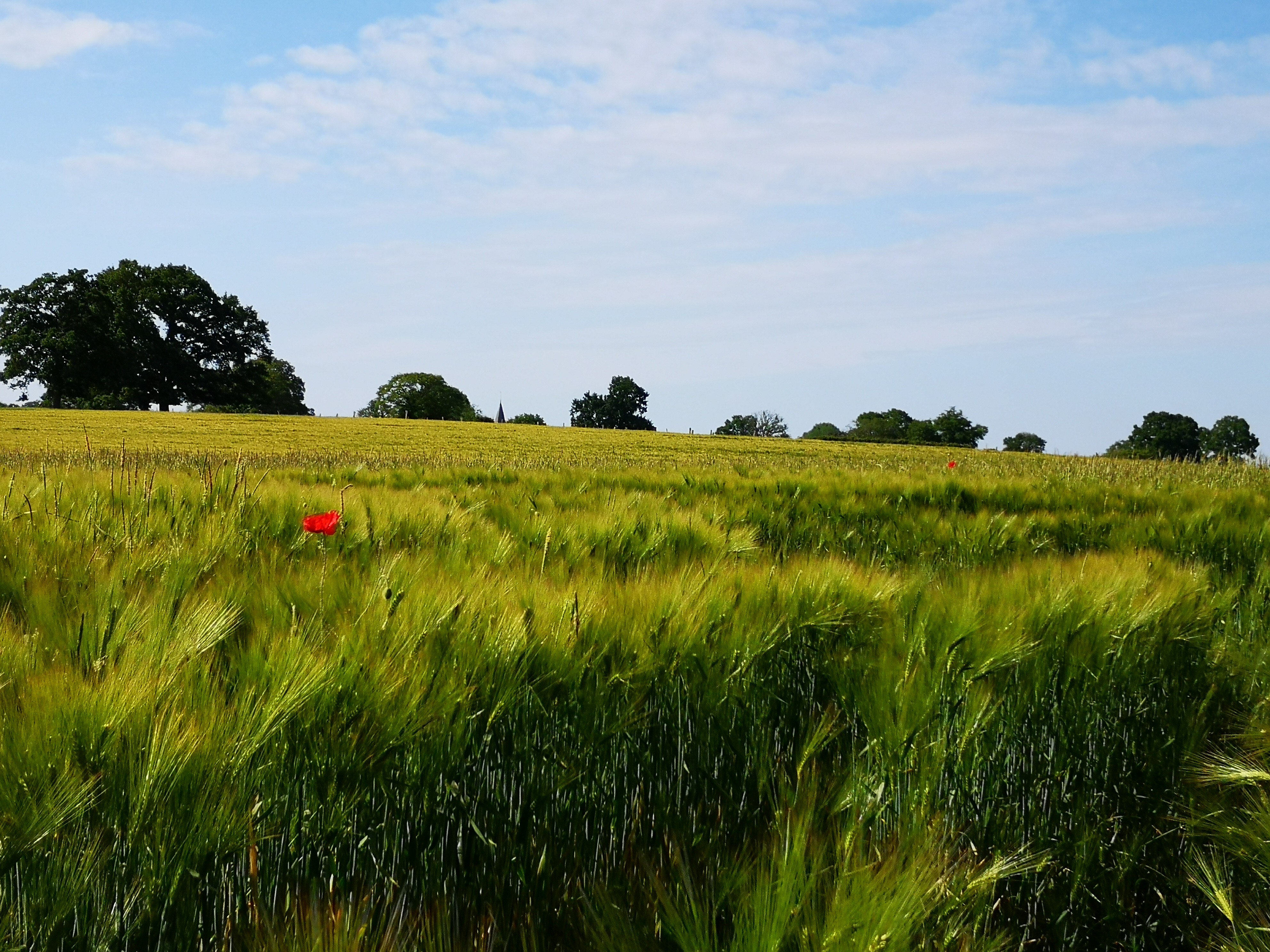 Coquelicots