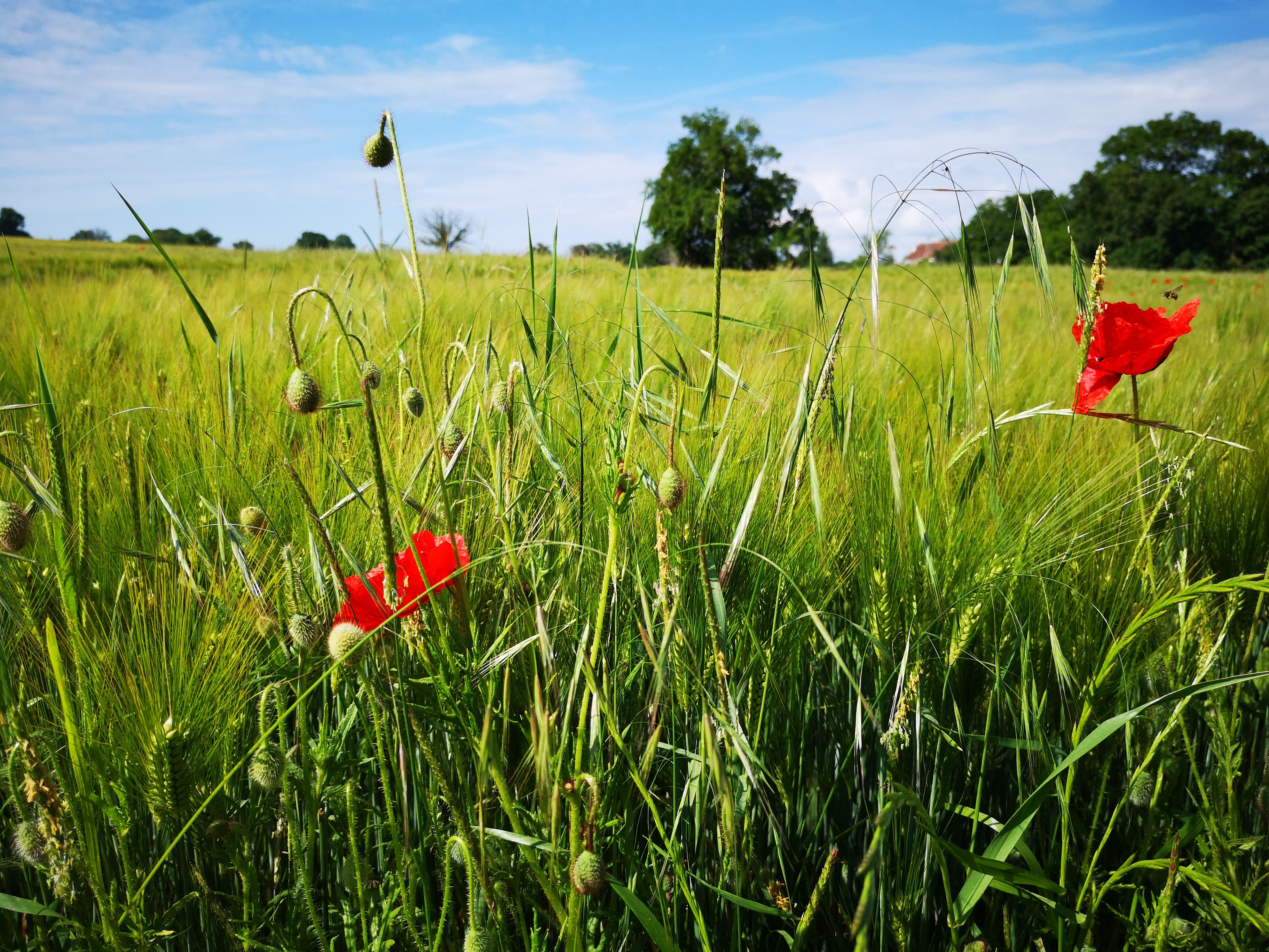 Coquelicots