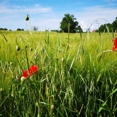 Coquelicots