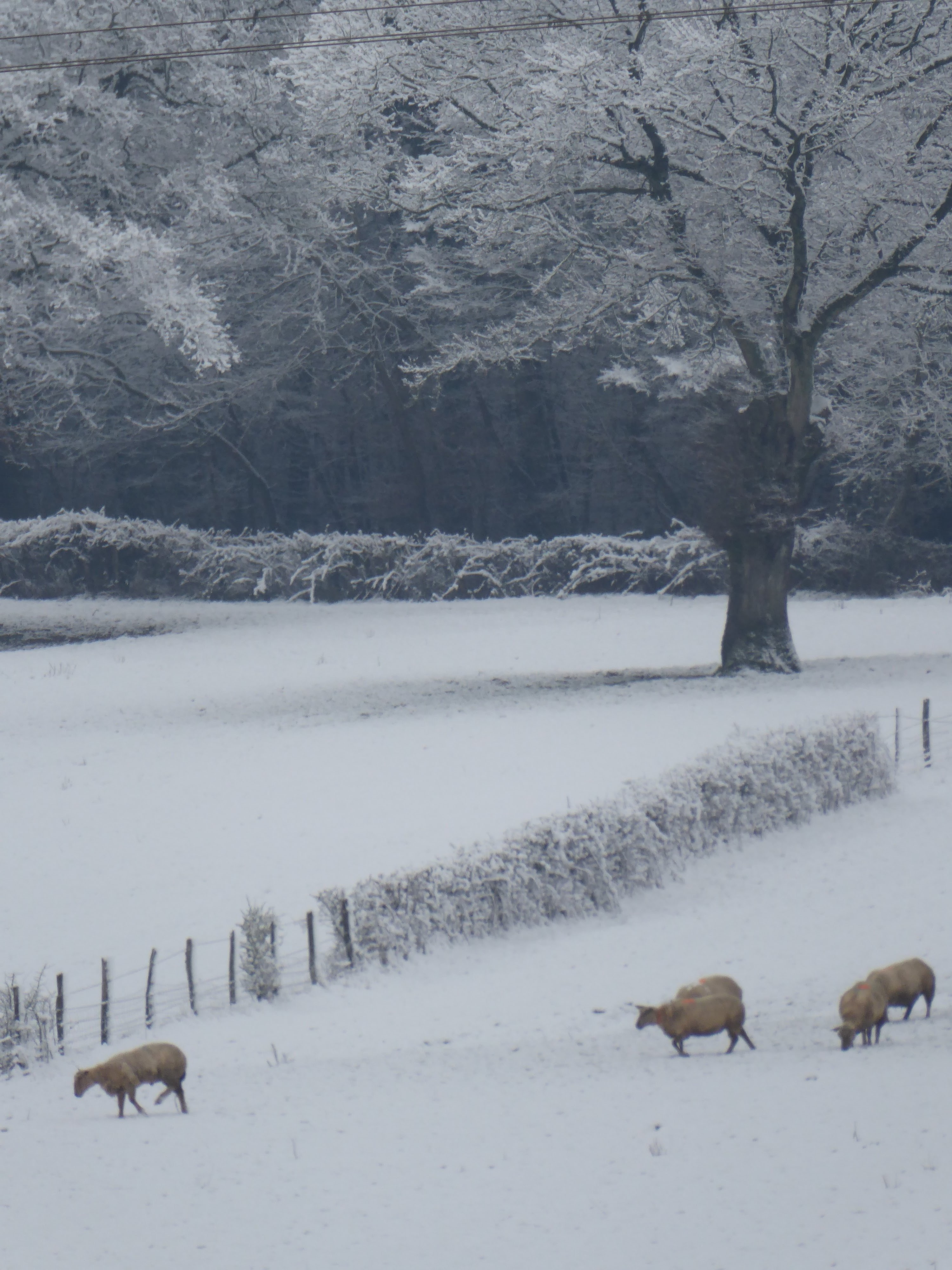 Moutons dans la neige 2018