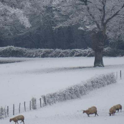 Moutons dans la neige 2018