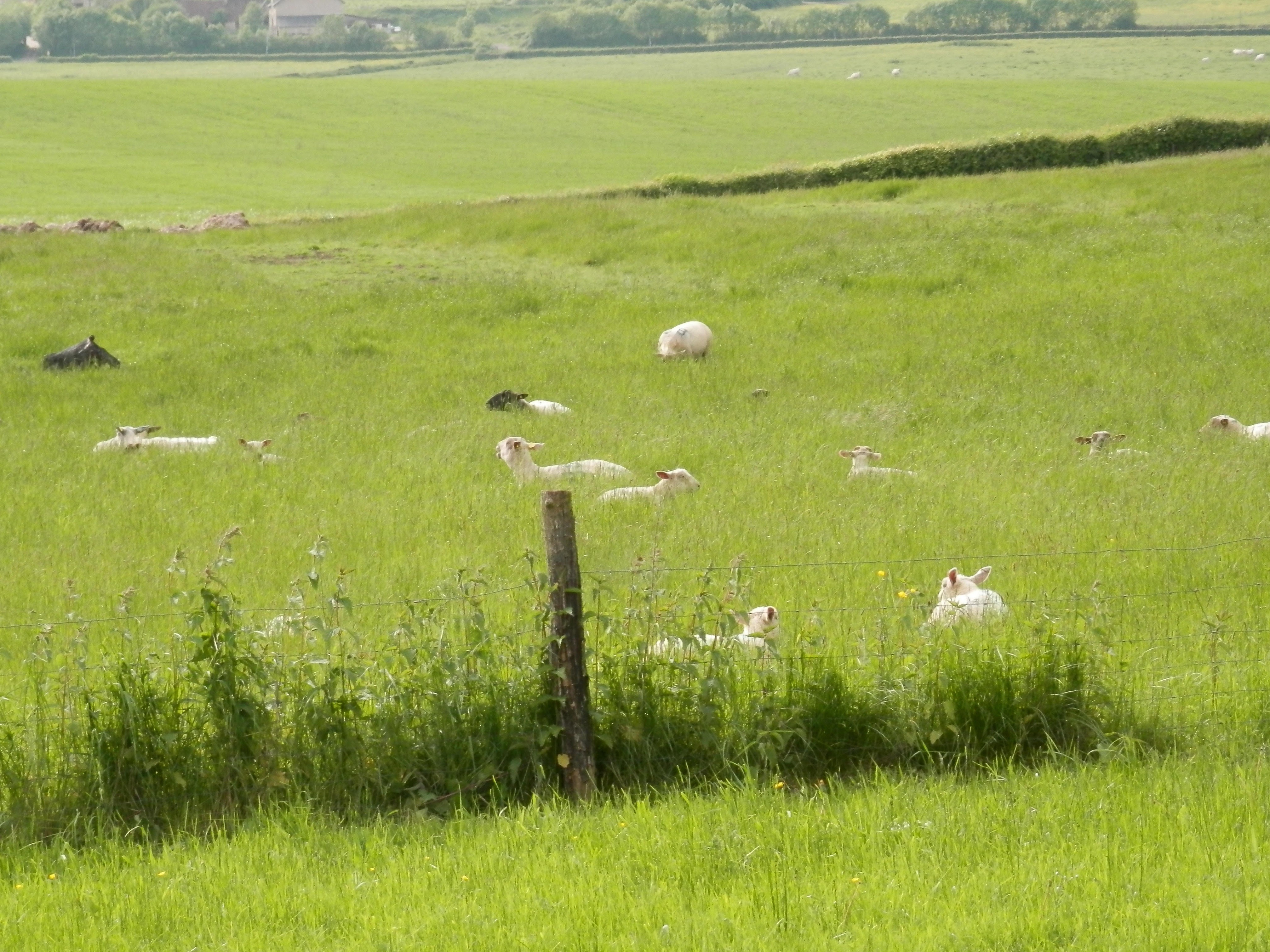 Moutons au printemps