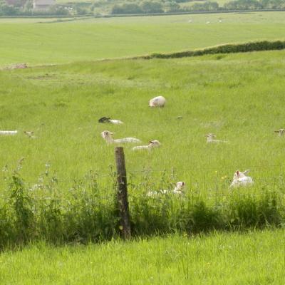 Moutons au printemps