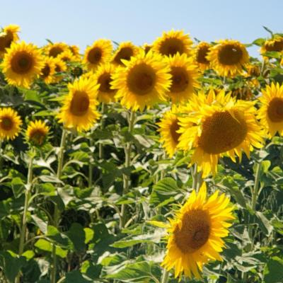 Tournesols 2020