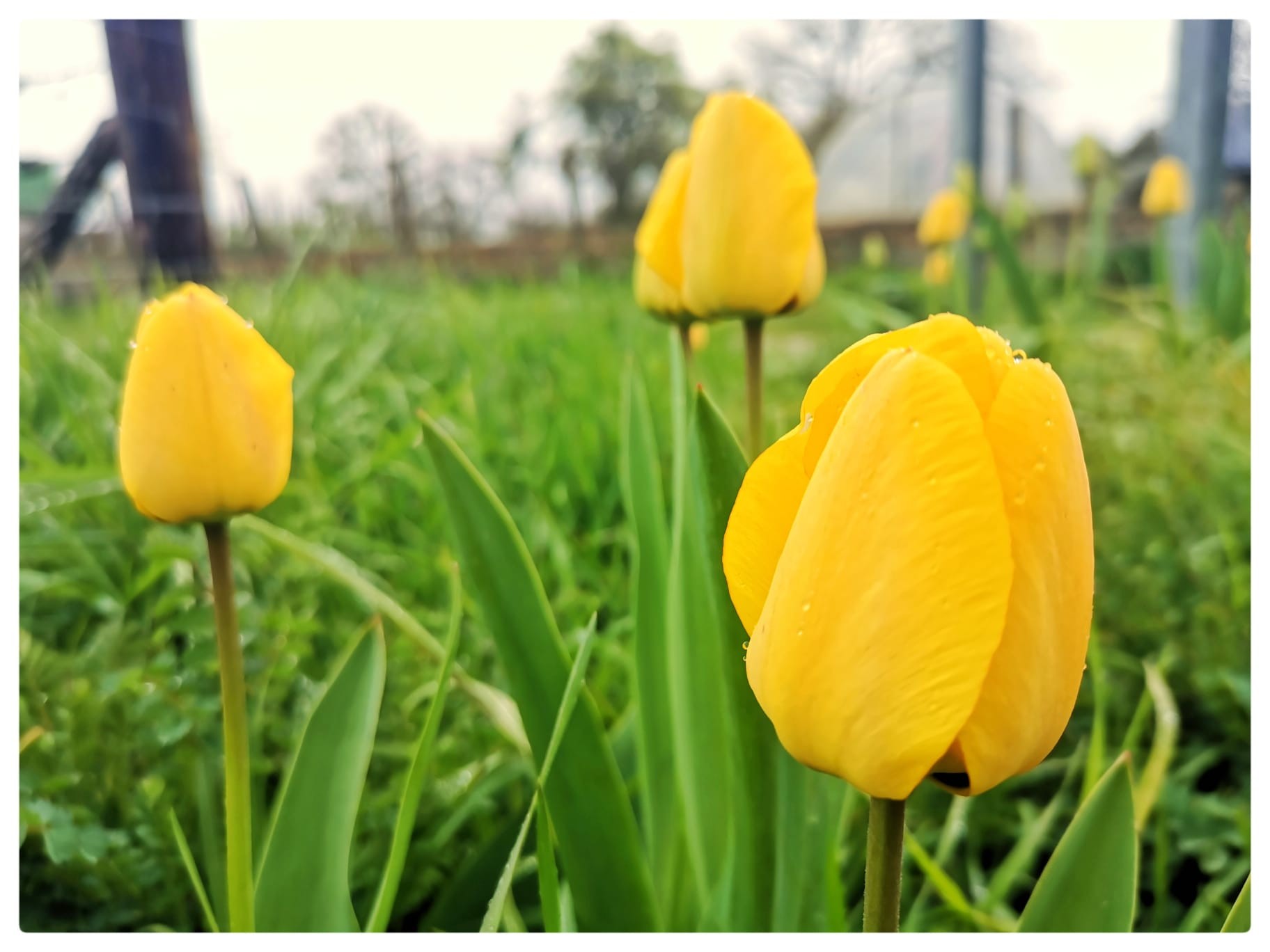 Tulipes jaunes