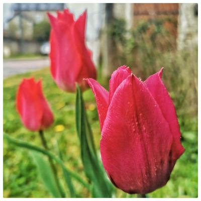 Tulipes